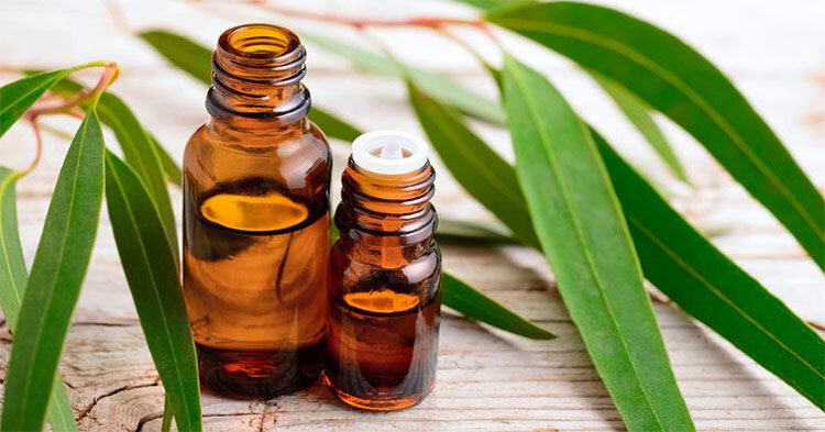 Can Eucalyptus Oil be Used on The Skin? Can Eucalyptus Oil be Used on The Skin?