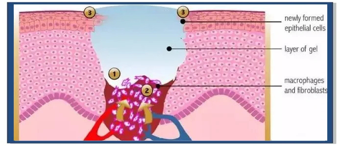 Alginate de sodium CAS#9005-38-3 Alginate de sodium CAS#9005-38-3