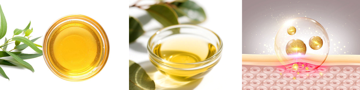 Can Eucalyptus Oil be Used on The Skin? Can Eucalyptus Oil be Used on The Skin?